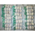 2020 Garlic Price Normal White Garlic